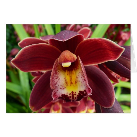 Maroon Orchids I Beauful Red Floral (Voorkant Horizontaal)