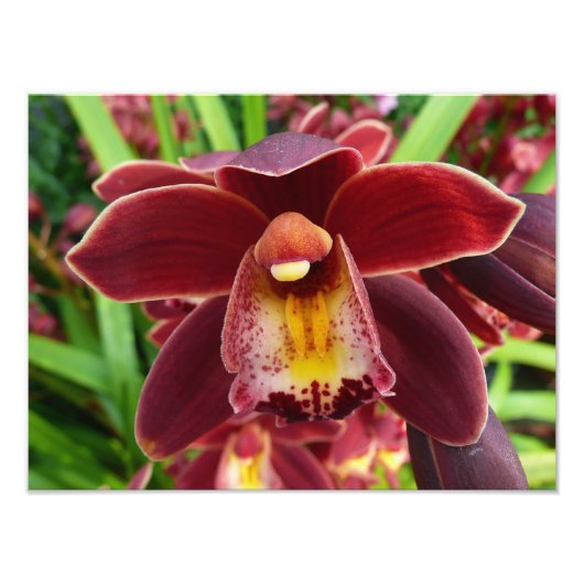 Maroon Orchids I Beauful Red Floral Foto Afdruk (Voorkant)