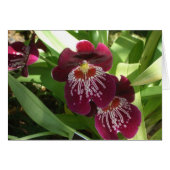 Maroon Orchids II (Devant horizontal)