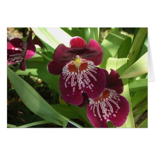 Maroon Orchids II (Devant horizontal)