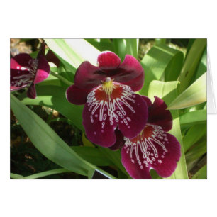 Maroon Orchids II Elegant Floral