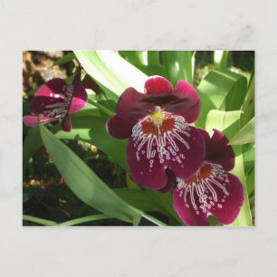 Maroon Orchids II Elegant Floral Briefkaart