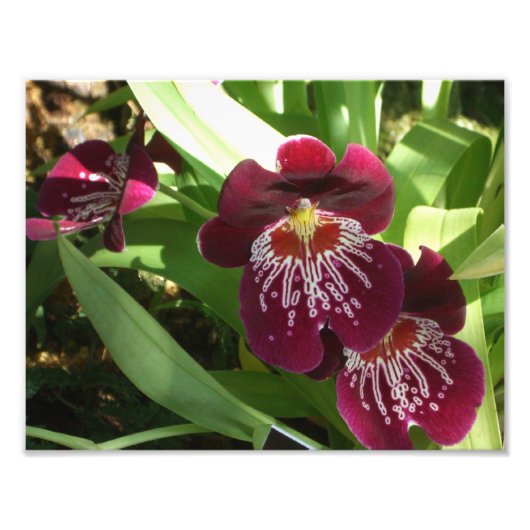 Maroon Orchids II Elegant Floral Foto Afdruk (Voorkant)