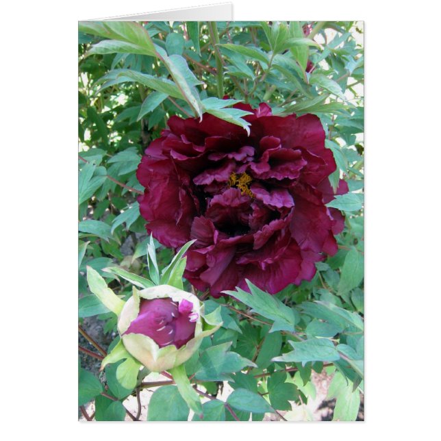 Maroon Peonies (Voorkant)