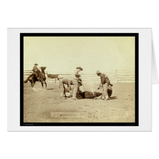Marquage des veaux sur Roundup SD 1888