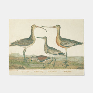Marsh Bird Curlew Snipe Birding Deurmat