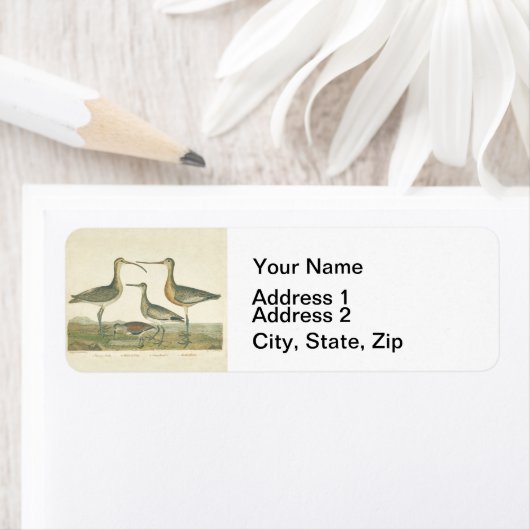 Marsh Bird Curlew Snipe Birding Etiket (Insitu)