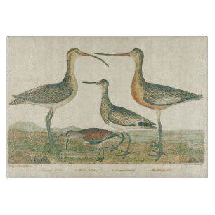 Marsh Bird Curlew Snipe Birding Snijplank
