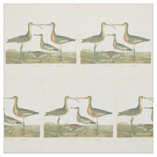 Marsh Bird Curlew Snipe Birding Stof