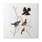 Marsh Blackbird John Audubon Birds of America Tegeltje (Voorkant)