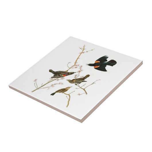 Marsh Blackbird John Audubon Birds of America Tegeltje (Zijkant)