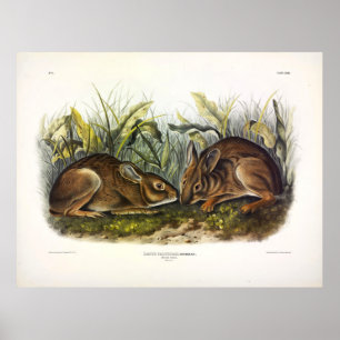Marsh Hare, Marsh Rabbit van Audubon Poster