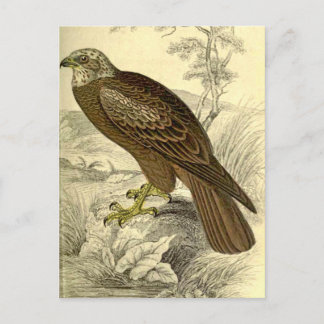 Marsh Harrier : Carte postale vintage Jardine