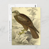 Marsh Harrier:  Vintage Jardine's briefkaart voor  (Voorkant / Achterkant)