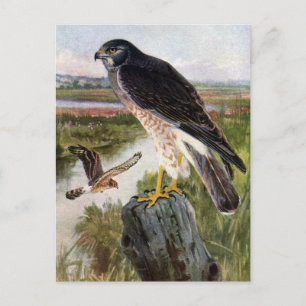 Marsh Hawk Briefkaart