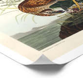 Marsh Hawk par Audubon Poster (Coin)