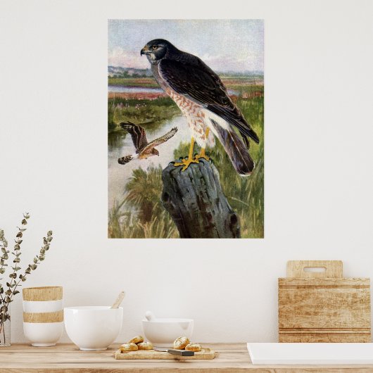 Marsh Hawk Poster (Keuken)