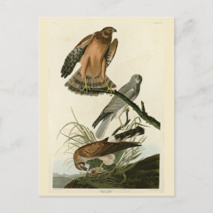 Marsh Hawk uit Audubon's Birds of America Briefkaart