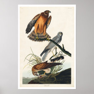 Marsh Hawk van het Audubon-Poster Poster