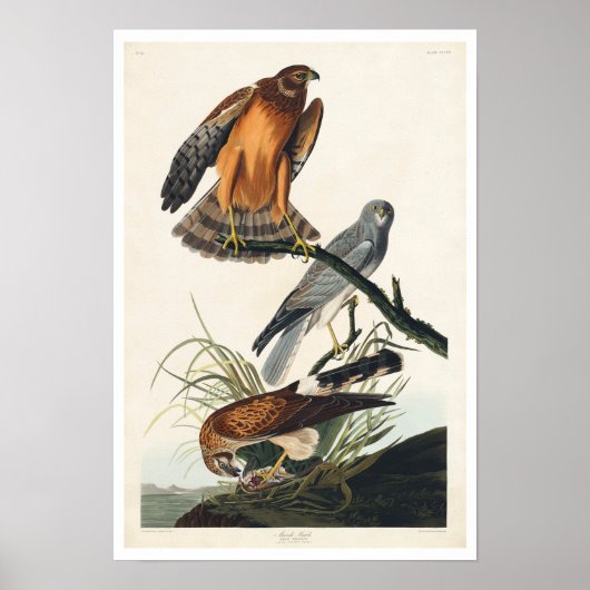 Marsh Hawk van het Audubon-Poster Poster (Voorkant)