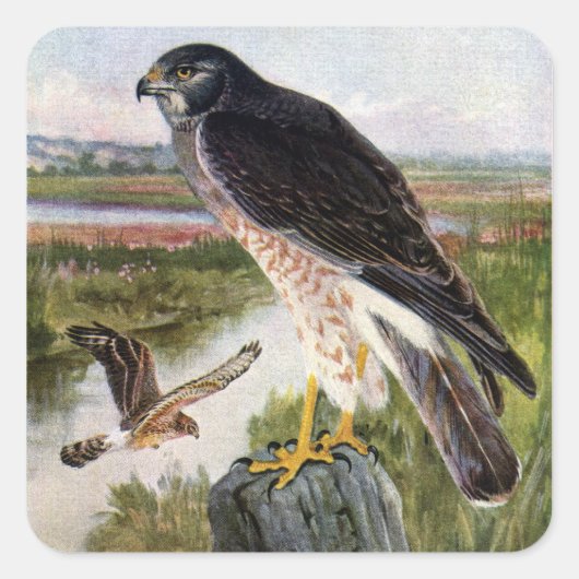 Marsh Hawk Vierkante Sticker (Voorkant)
