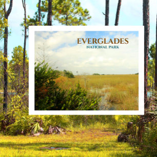 Marsh in Everglades National Park, Florida Briefkaart