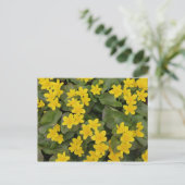 Marsh Marigold in Bloom Briefkaart (Staand voorkant)