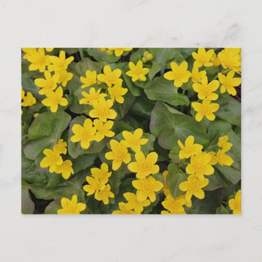 Marsh Marigold in Bloom Briefkaart (Voorkant)
