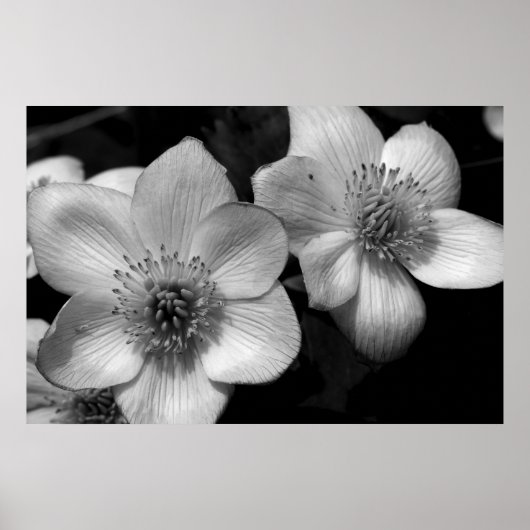Marsh Marigolds Poster (Voorkant)