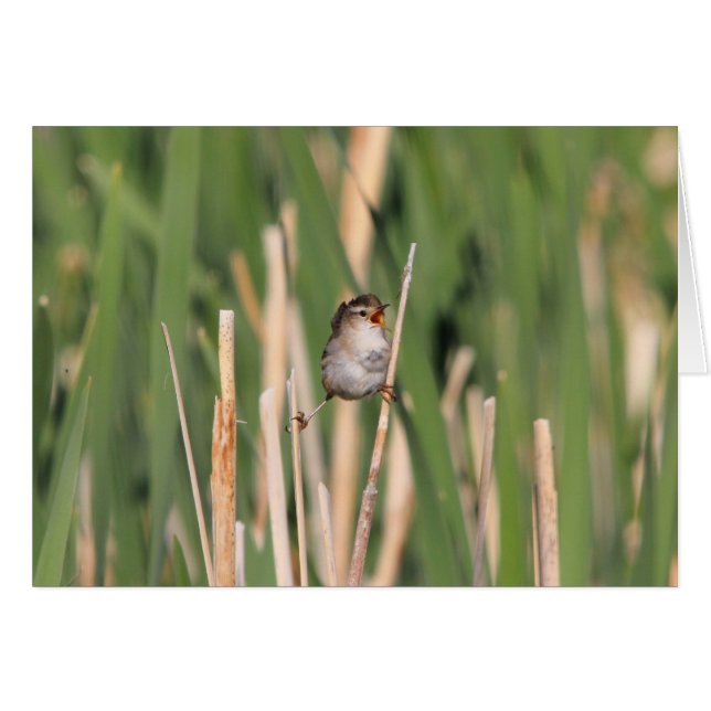 Marsh Wren (Voorkant Horizontaal)