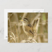 Marsh Wren Briefkaart (Voorkant / Achterkant)