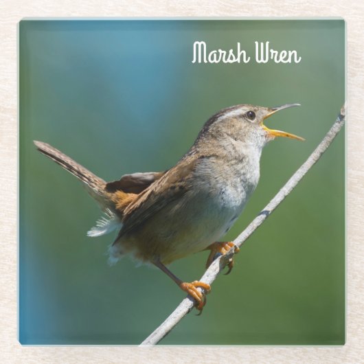 Marsh Wren Glazen Onderzetter (Voorkant)