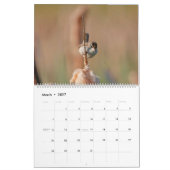 Marsh Wren Kalender (Mar 2027)