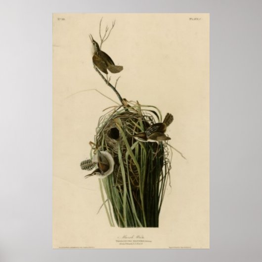 Marsh Wren Poster (Voorkant)