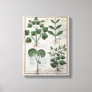 Marshmallow & Hastula Regia Asarabacca & Canvas Afdruk
