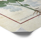 Marshmallow & Hastula Regia Asarabacca & Poster (Hoek)