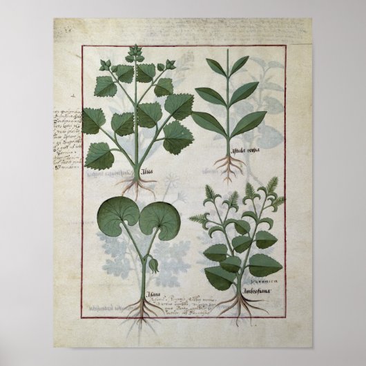 Marshmallow & Hastula Regia Asarabacca & Poster (Voorkant)