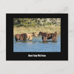 Marshy Tacky Ponies-Briefkaart Briefkaart
