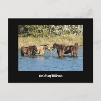 Marshy Tacky Ponies-Briefkaart Briefkaart