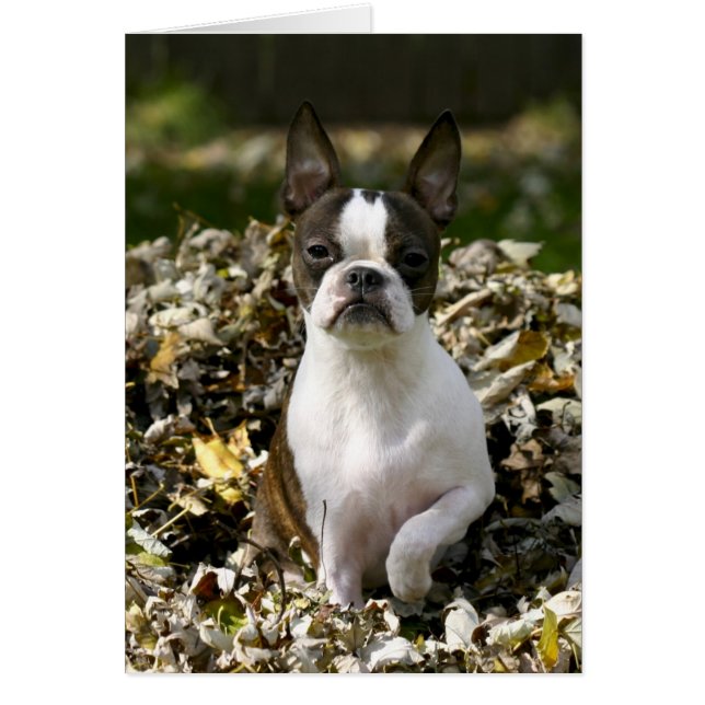 Martha bladeren (Voorkant)