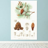 Martime-pijnboom (Pinus maritima) Canvas Afdruk (Insitu (Houten vloer))