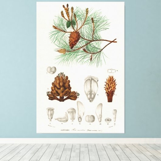 Martime-pijnboom (Pinus maritima) Canvas Afdruk (Insitu (Houten vloer))