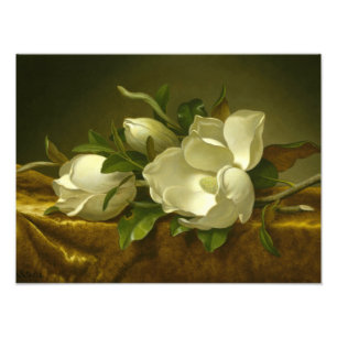 Martin Johnson Heade - Magnolias op Gold Velvet Foto Afdruk