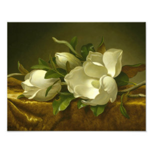Martin Johnson Heade - Magnolias op Gold Velvet Foto Afdruk