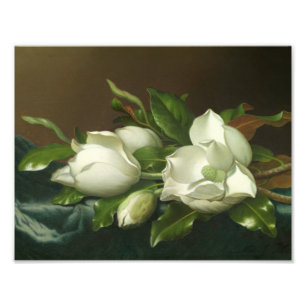 Martin Johnson Heade - Magnolias op Light Blue Foto Afdruk