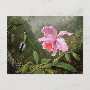 Martin Johnson Heade Orchid en Hummingbird Briefkaart