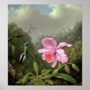 Martin Johnson Heade Orchid en Hummingbird Poster
