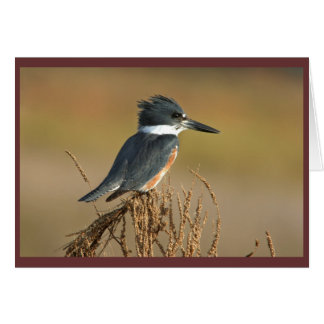 Martin-pêcheur