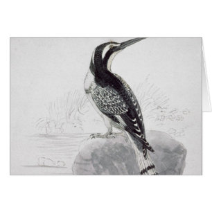 Martin-pêcheur noir et blanc