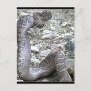 Martinez Wash Rattlesnake in het Congres, AZ Briefkaart